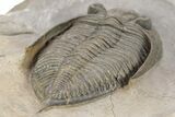 Bumpy Zlichovaspis Trilobite - Lghaft, Morocco #240535-4